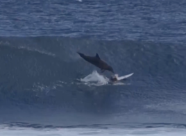 Un jeune surfeur se fait déglinguer par un dauphin