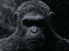 La bande-annonce de La Planète des Singes – Suprématie est là !