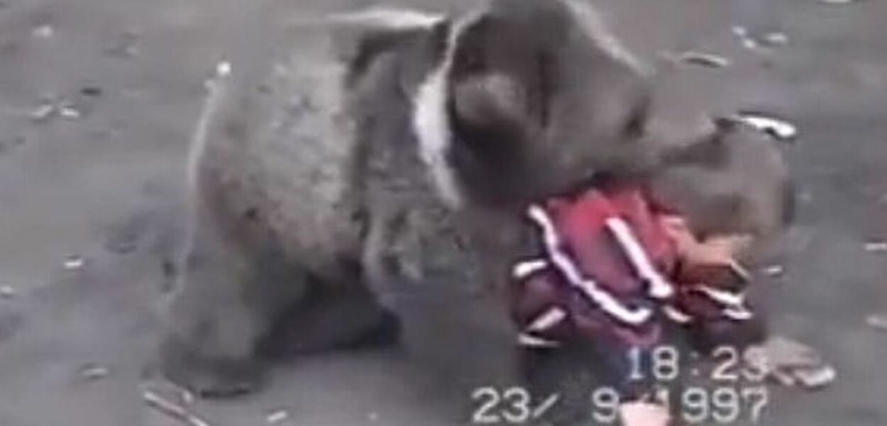 Quand Khabib Nurmagomedov s’entraînait contre des ours à 9 ans
