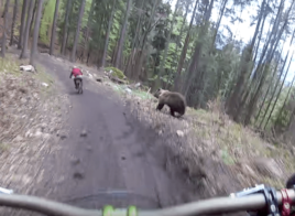 En pleine descente, un biker se fait courser par un ours